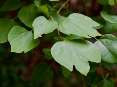 Lindera obtusiloba, photograph (c) りなべる, some rights reserved (CC BY)