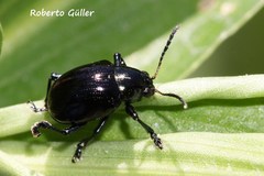 Typophorus