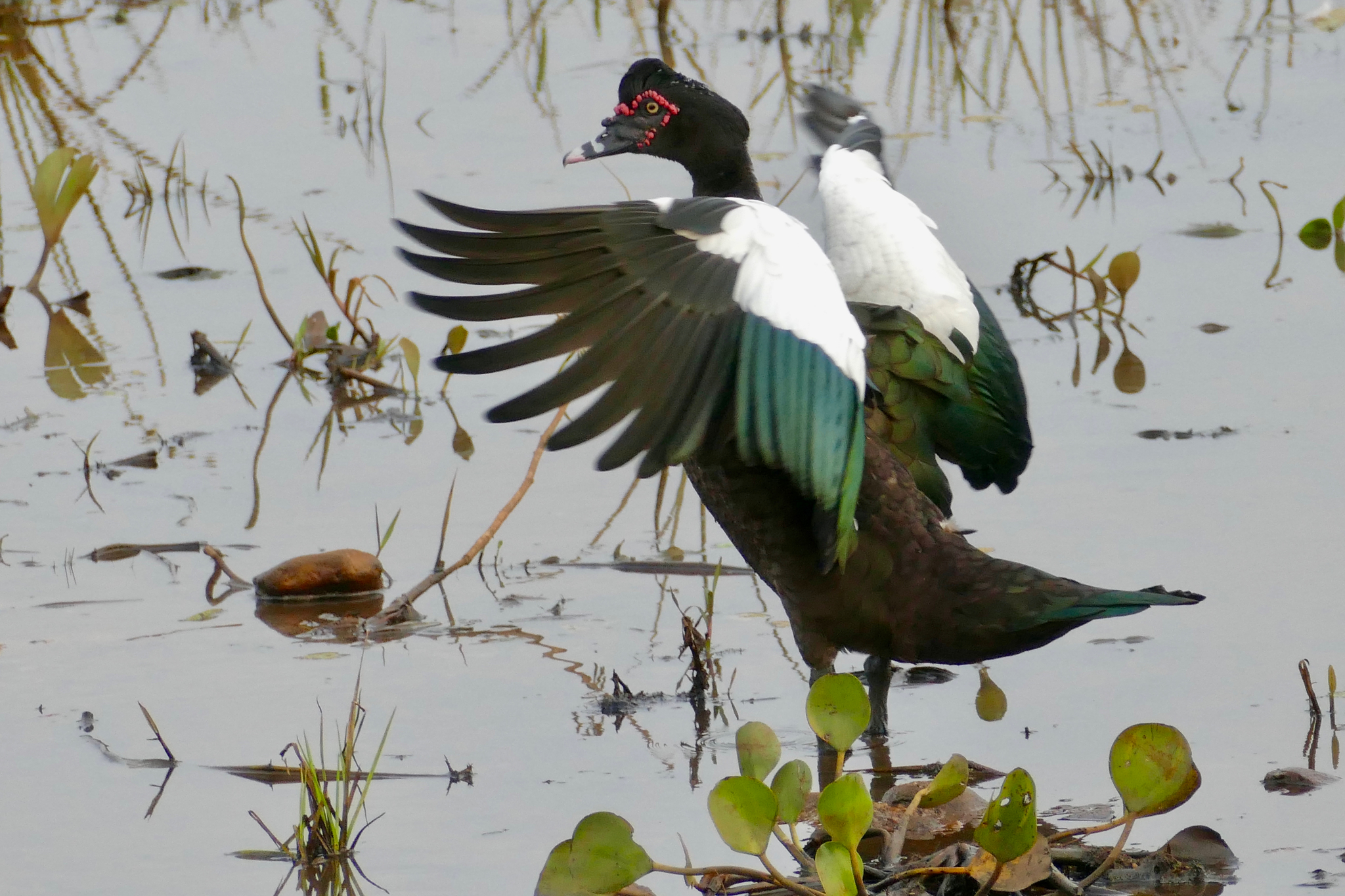 Pato-mudo (Cairina moschata) · BioDiversity4All