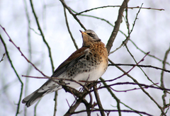 Turdus pilaris