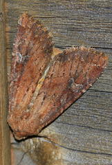 Apamea lateritia