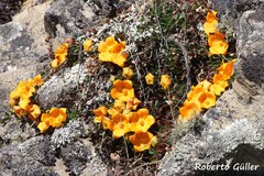 Philibertia lysimachioides