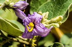 Solanum vespertilio doramae