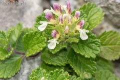 Teucrium pyrenaicum pyrenaicum