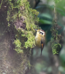 Schoeniparus castaneceps