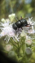 Phytomia