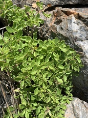 Aeollanthus parvifolius