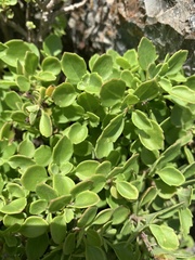 Aeollanthus parvifolius