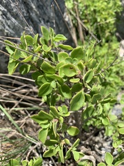 Aeollanthus parvifolius