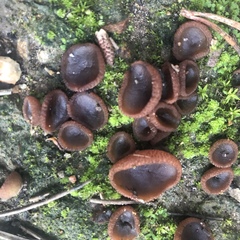 Peziza badiofusca
