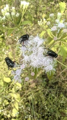 Phytomia