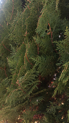 Platycladus orientalis