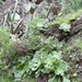 Aeonium canariense latifolium - Photo (c) adrien, algunos derechos reservados (CC BY-NC-ND)