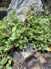 Delosperma lebomboense