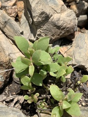 Delosperma lebomboense