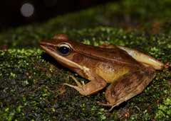 Indosylvirana
