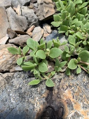 Delosperma lebomboense