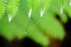 Acanthagrion