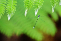 Acanthagrion