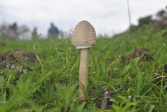 Macrolepiota colombiana