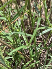 Cordylostigma virgatum