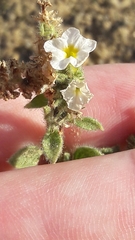 Heliotropium europaeum