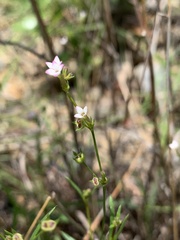 Cordylostigma virgatum