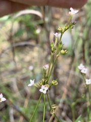 Cordylostigma virgatum