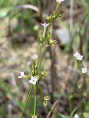 Cordylostigma virgatum