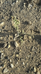 Heliotropium europaeum