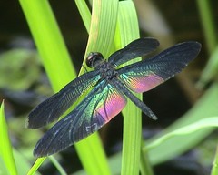 Rhyothemis plutonia