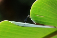Acanthagrion