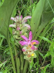 Curcuma