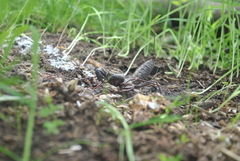 Mastigoproctus giganteus