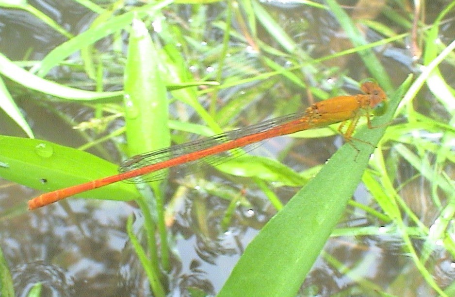 Ceriagrion malaisei