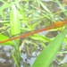 Ceriagrion malaisei - Photo (c) John Howes, some rights reserved (CC BY-NC), uploaded by John Howes
