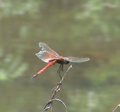 Tramea transmarina euryale