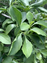 Senecio pleistocephalus
