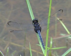 Indothemis limbata