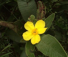Dillenia suffruticosa