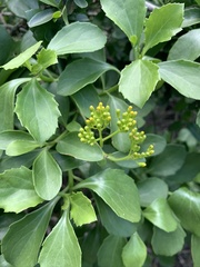 Senecio pleistocephalus
