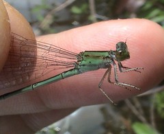 Pseudagrion australasiae