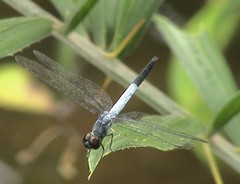 Brachydiplax farinosa