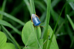 Edessa rufomarginata