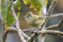 Sylviparus modestus