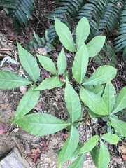 Crateva adansonii formosensis