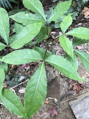 Crateva adansonii formosensis