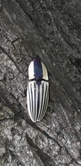Chalcolepidius limbatus
