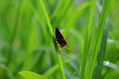 Edessa rufomarginata