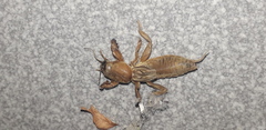 Neocurtilla